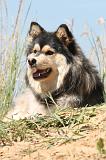 CHIEN FINNOIS DE LAPONIE 543